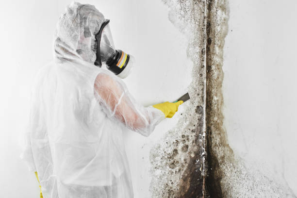 Trusted Dayton, VA Mold Remediation Experts