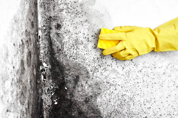 Best Commercial Mold Remediation in Dayton, VA