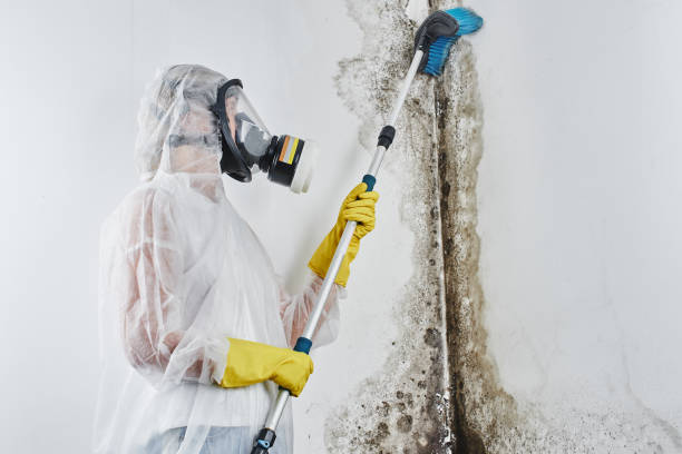 Best Black Mold Remediation in Dayton, VA