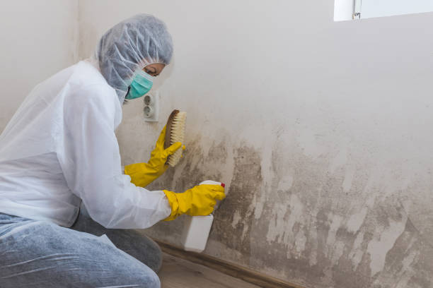 Best Basement Mold Remediation in Dayton, VA