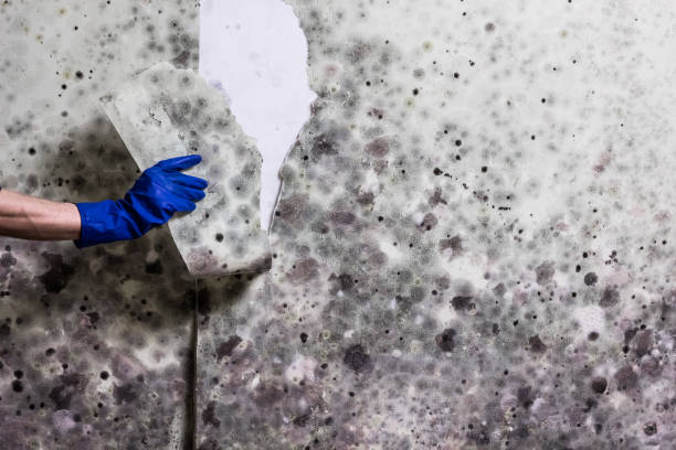 Best Emergency Mold Remediation in Dayton, VA