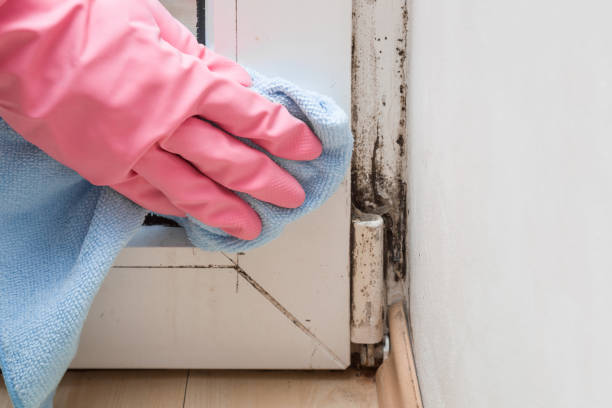 Best Attic Mold Remediation in Dayton, VA