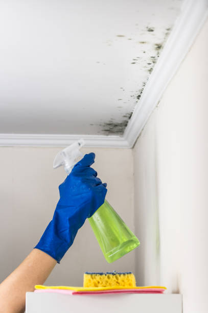 Professional Mold Remediation in Dayton, VA