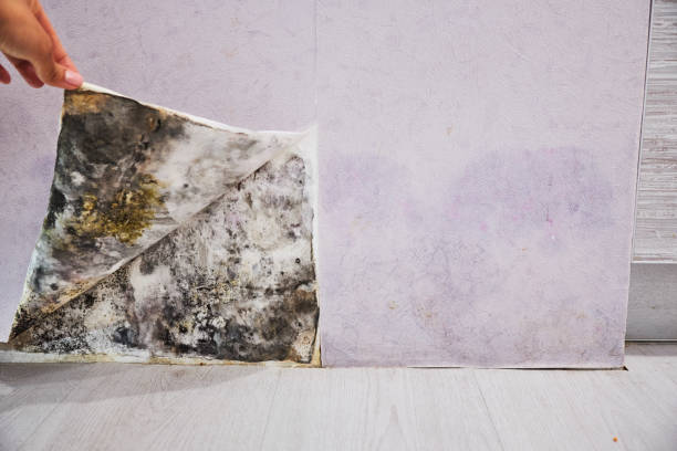 Best Residential Mold Remediation in Dayton, VA